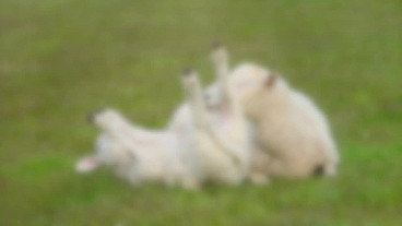 Why Sheep Need a Shepherd