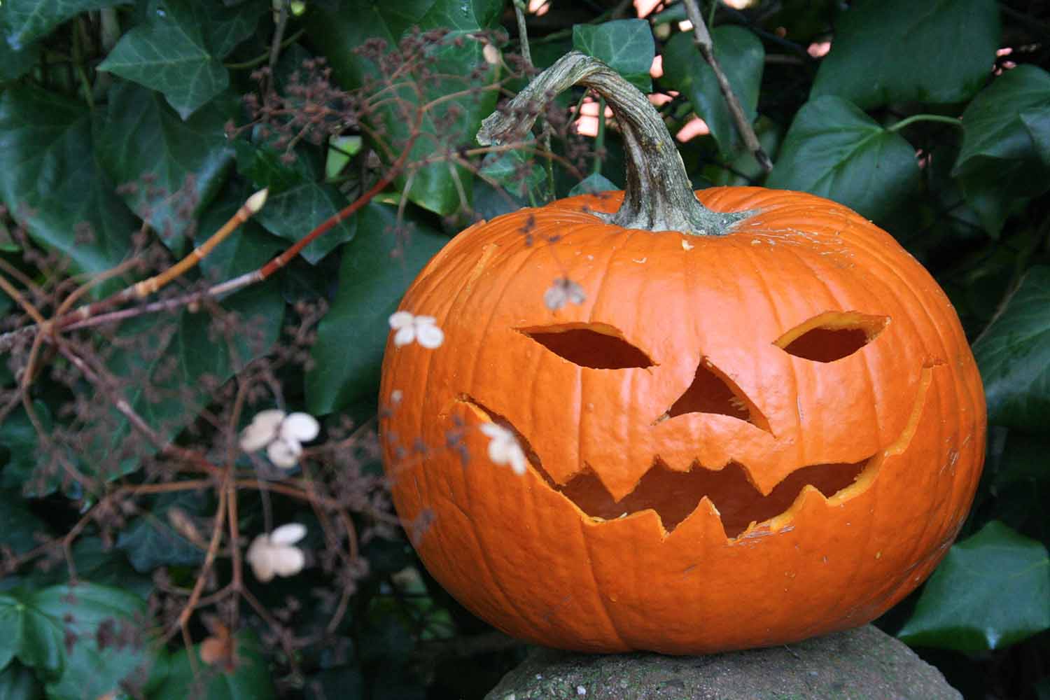 The Pumpkin Prayer